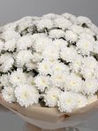 Букет из 25 кустовых хризантем Алтай