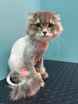 Стрижка кота с мытьем