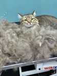 Экспресс линька кота с косметикой