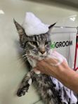 Мытье кота