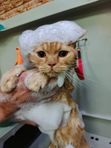 Мытье кота