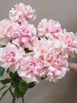 Букет из 15 розовых французских роз