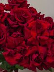 Букет из 15 красных французских роз
