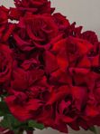 Букет из 25 красных французских роз
