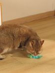 M-PETS Игрушка для кошек с кошачьей мятой CHARMY светлячок, цвет зеленый