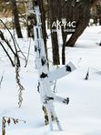 Оружейная краска Тайга, аэрозоль, Снег Горный