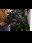 Стабилизированный эвкалипт