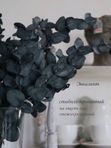 Стабилизированный эвкалипт