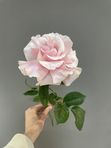 Французская Роза в ассортименте
