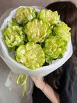 7 роскошных пионовидных роз Вегги
