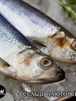 Сельдь Олюторская крупная