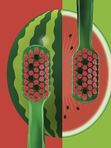 Набор зубных щёток Curaprox 5460 Ultra Soft (2шт.) Watermelon Summer Edition