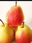 PEAR  BEAUTY FOREST