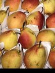 PEAR  BEAUTY FOREST