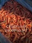 СЕВЕРНЫЕ КРЕВЕТКИ  250+ 5КГ