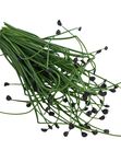 Шнитт лук (Allium tuberosum)