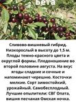 Сливово-вишневый гибрид – БЕТТА