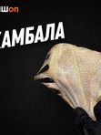 Камбала БГ