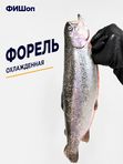 Форель охлажденная