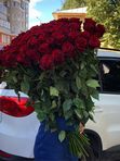 Букет из 51 розы 100 см Эквадор. Премиум сорт