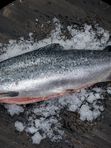 ❗16 октября❗ 🐟 - ЛОСОСЬ (СЕМГА) охлажденный, вылов г. Мурманск. вес  3-5 кг. - 1890₽/кг.