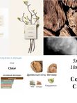 Cedrus Chloé