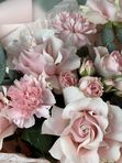 Нежно розовые французские розы с кустовой розой и кремовыми гвоздиками + эвкалипт, арт. 286
