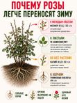 Осеннее удобрение для роз садовых ArPeBio 500 мл / подкормка для роз и пионов