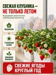 Удобрение для клубники осеннее / подкормка для клубники на подоконнике ArPeBio 500 мл