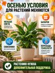 Антистресс для растений комнатных / органическое эко удобрение для комнатных цветов ArPeBio