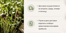 Проростки