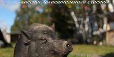Веселая ферма