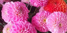 LILI FLOWERS