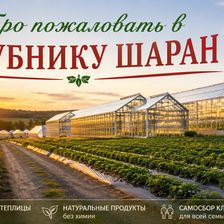Клубника Шаран