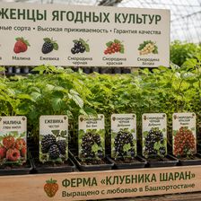 Клубника Шаран