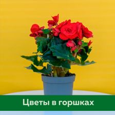 ЦвеТТорг