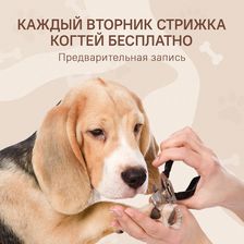 BEAUTY DOG