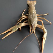 KRAB’S BERRY