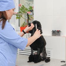 Уфимская ветеринарная клиника