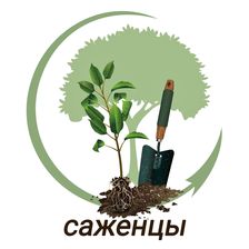 САЖЕНЦЫ