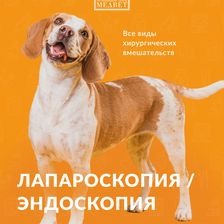 МЕДВЕТ