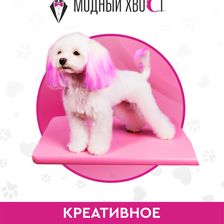 Модный Хвост