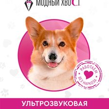 Модный Хвост
