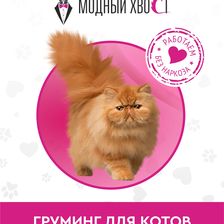 Модный Хвост