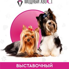 Модный Хвост
