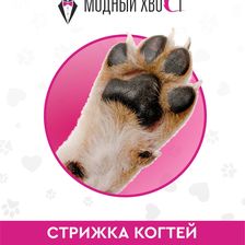 Модный Хвост