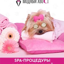 Модный Хвост