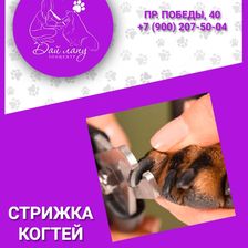 Дай лапу
