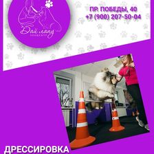Дай лапу