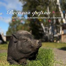Веселая ферма